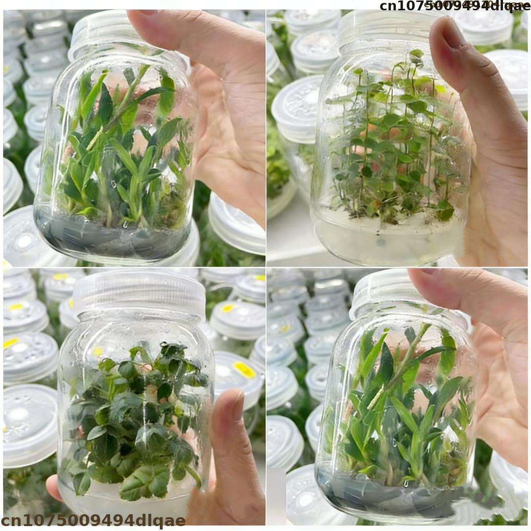 Plant Tissue Culture Agar Powd - Agar Tissue Culture ulasan dan harga