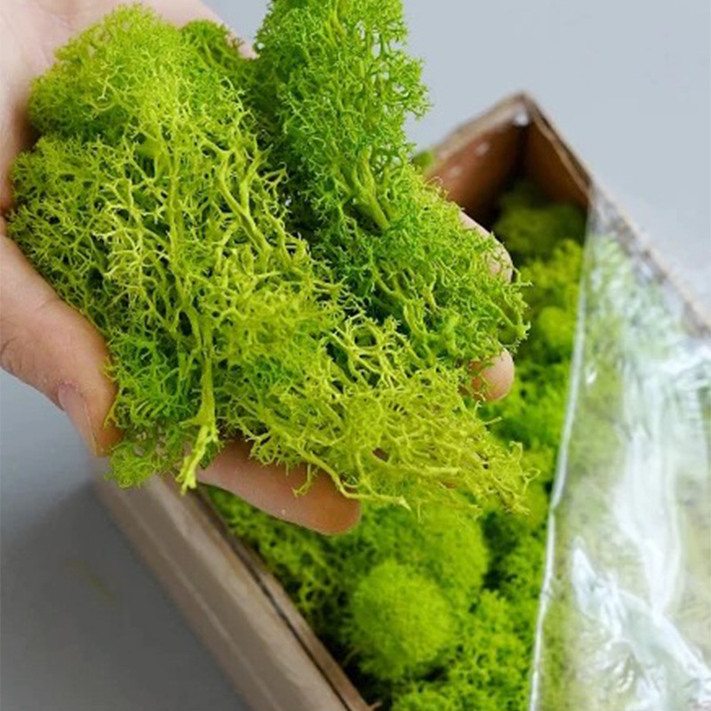 Artificial Green Plants Eterna - Sphagnum Moss Dry ulasan dan harga