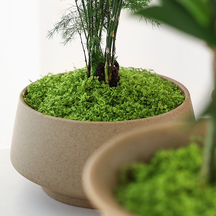 Large Pack Realistic Artificia - Sphagnum Moss Dry ulasan dan harga